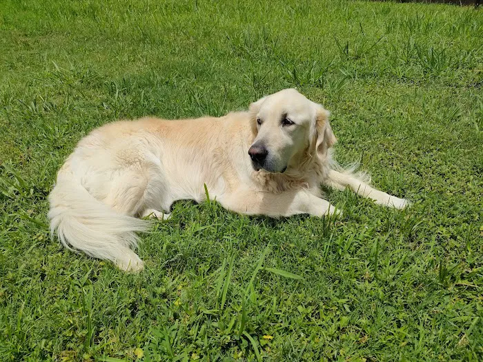 Four Paws at Fulshear Veterinary Clinic 9