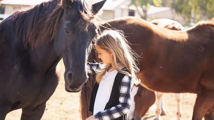 Hannahs Horse Clinic 12