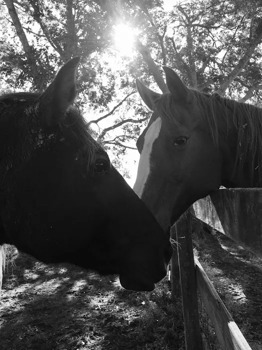 Hannahs Horse Clinic 12