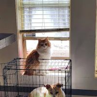 Buna Animal Hospital ico