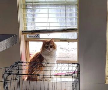 Buna Animal Hospital