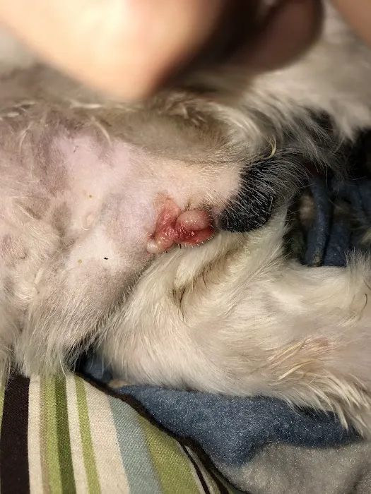 Buna Animal Hospital 4