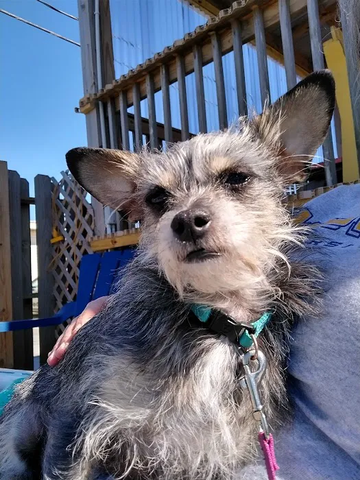 Galveston Veterinary Clinic 9