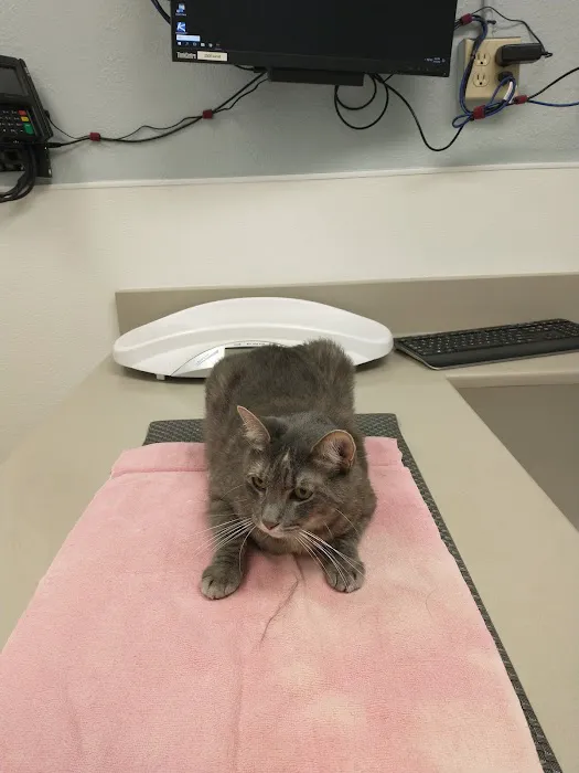 Galveston Veterinary Clinic 6