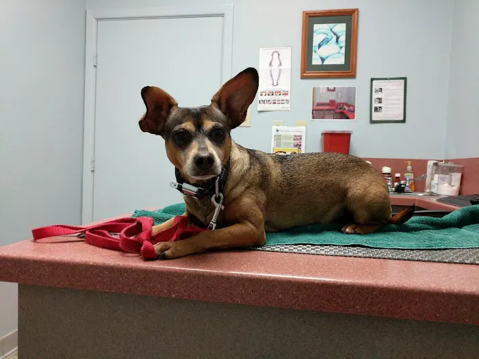 Galveston Veterinary Clinic 8