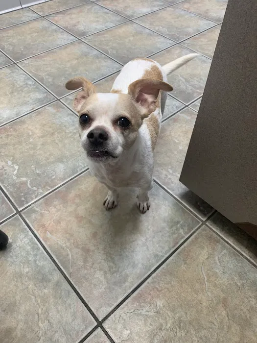 Galveston Veterinary Clinic 4