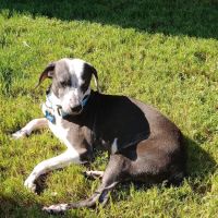 Galveston Veterinary Clinic ico