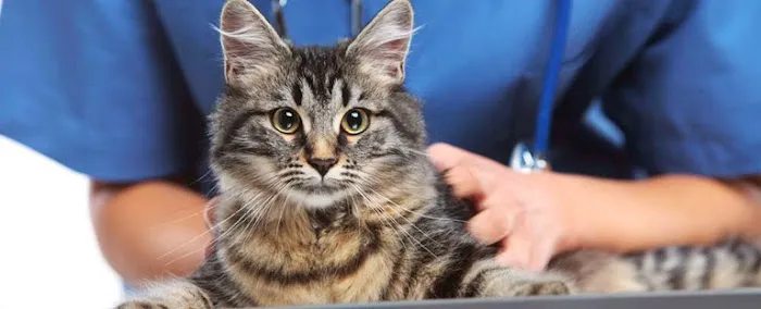 Galveston Veterinary Clinic 7