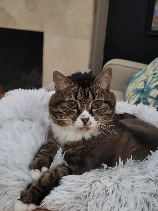 The Cat Clinic 6