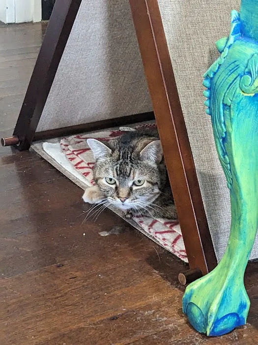 The Cat Clinic 1