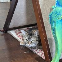 The Cat Clinic ico