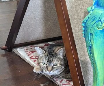 The Cat Clinic
