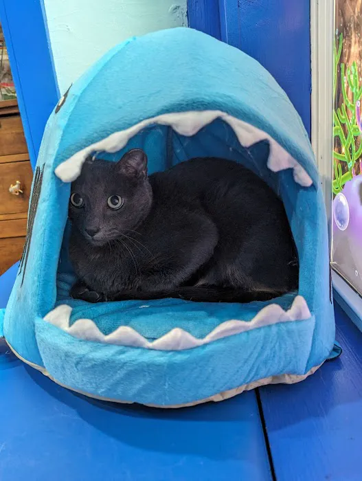 The Cat Clinic 5