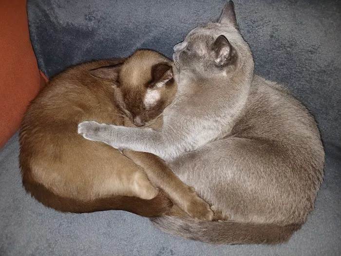 The Cat Clinic 4