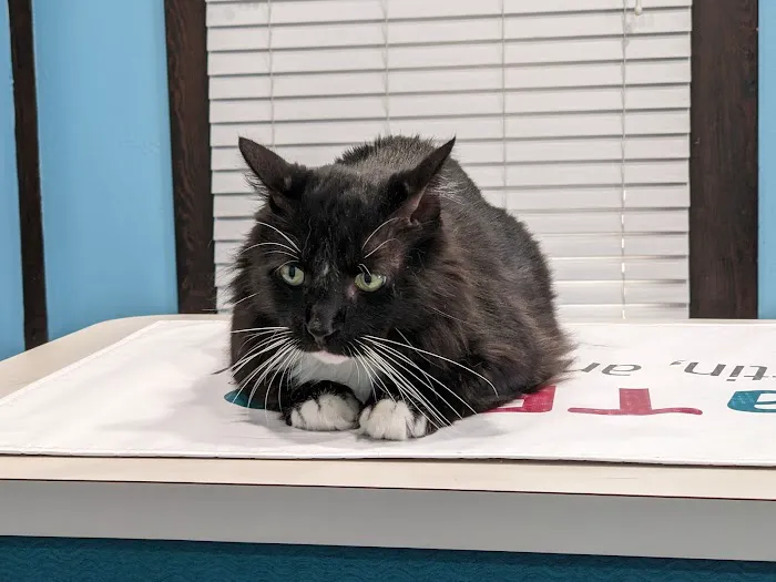 The Animal Clinic 8