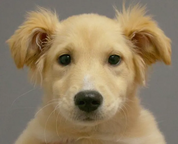 The Animal Clinic 10