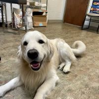 Stone Ridge Veterinary Medical Center ico