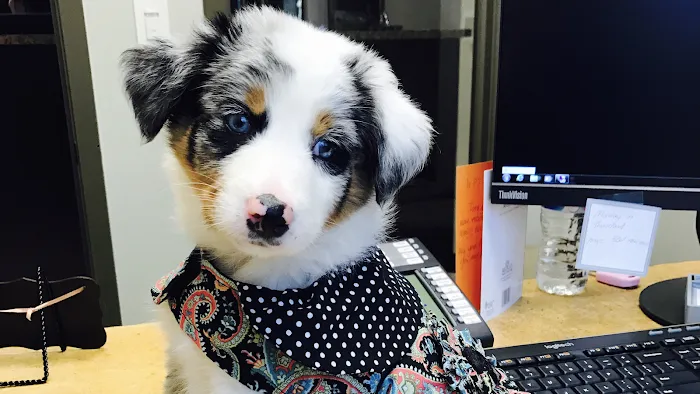 Stone Ridge Veterinary Medical Center 9
