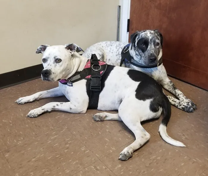 North Pines Animal Hospital 4