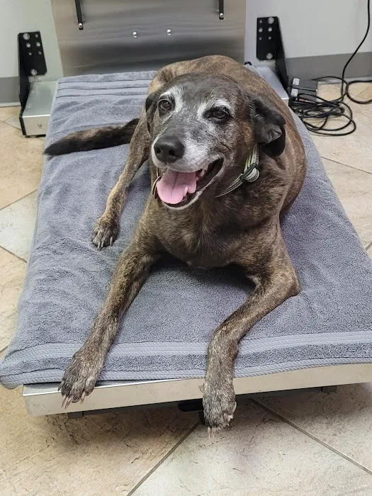 Animal Hospital of Montgomery: Joey L Romero DVM 5