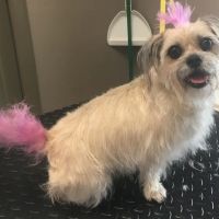 Animal Hospital of Montgomery ico