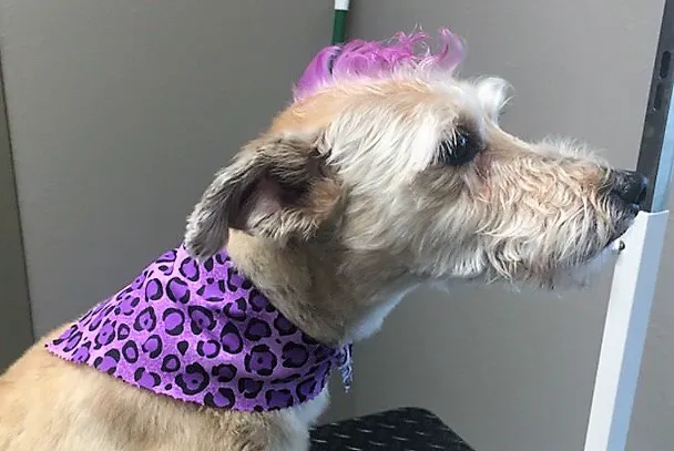 Animal Hospital of Montgomery 12