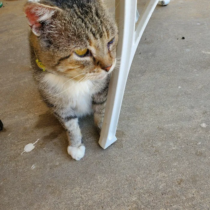 Animal Hospital of Montgomery 12