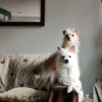 Wags 2 Whiskers Veterinary Hospital ico