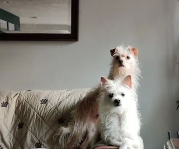 Wags 2 Whiskers Veterinary Hospital