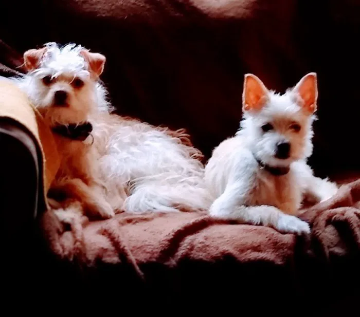 Wags 2 Whiskers Veterinary Hospital 7