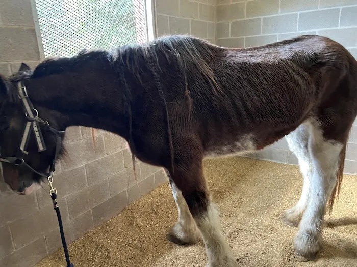 Collier Equine Vet Services 12