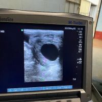 Collier Equine Vet Services ico