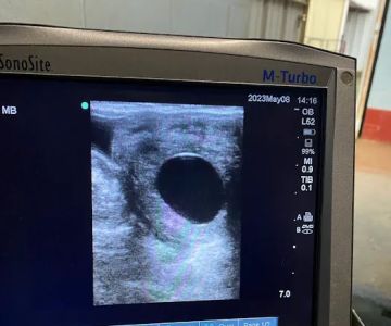 Collier Equine Vet Services