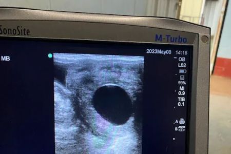 Collier Equine Vet Services