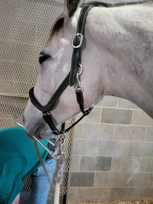 Collier Equine Vet Services 12