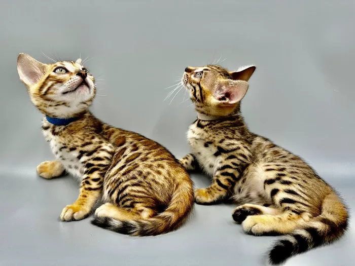 Bengali Bengals Cattery 12