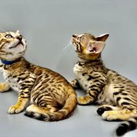 Bengali Bengals Cattery ico