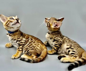 Bengali Bengals Cattery