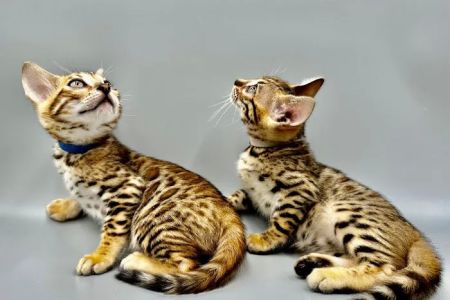 Bengali Bengals Cattery