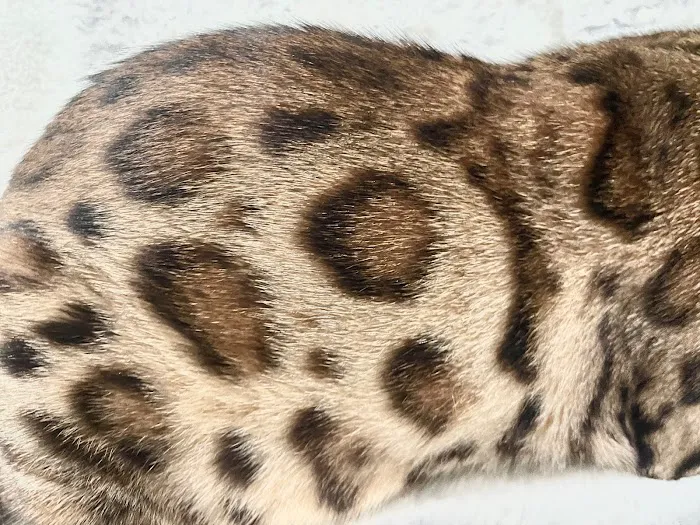 Bengali Bengals Cattery 12