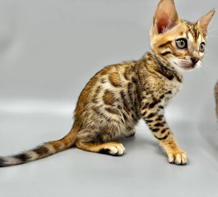 Bengali Bengals Cattery 12