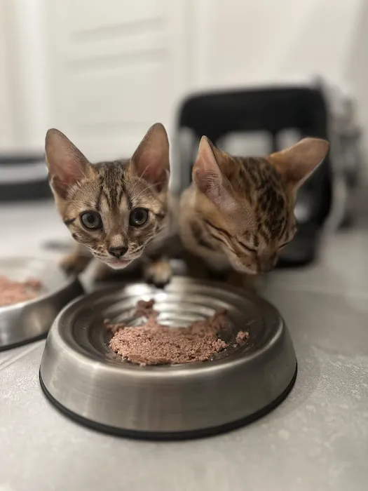 Bengali Bengals Cattery 12