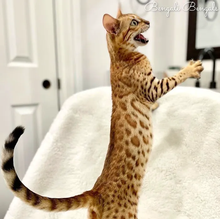 Bengali Bengals Cattery 12