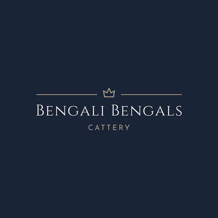 Bengali Bengals Cattery 12