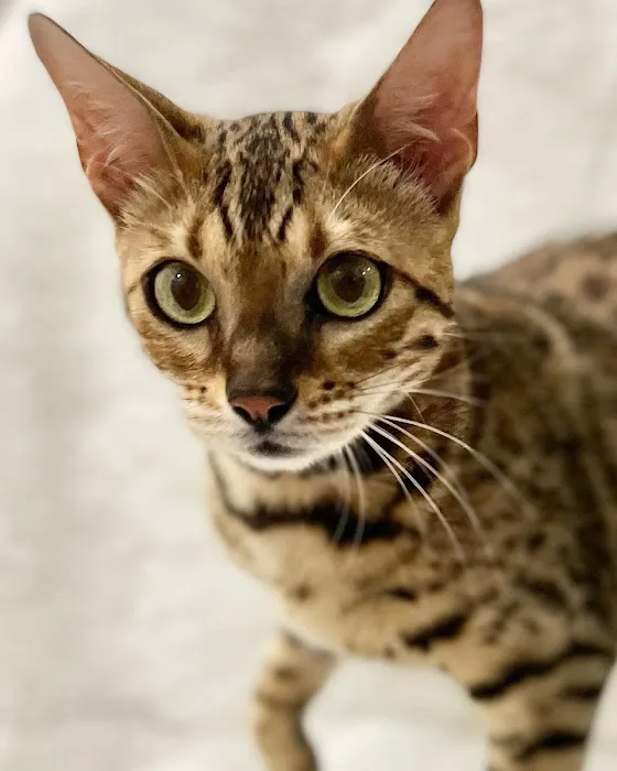 Bengali Bengals Cattery 12