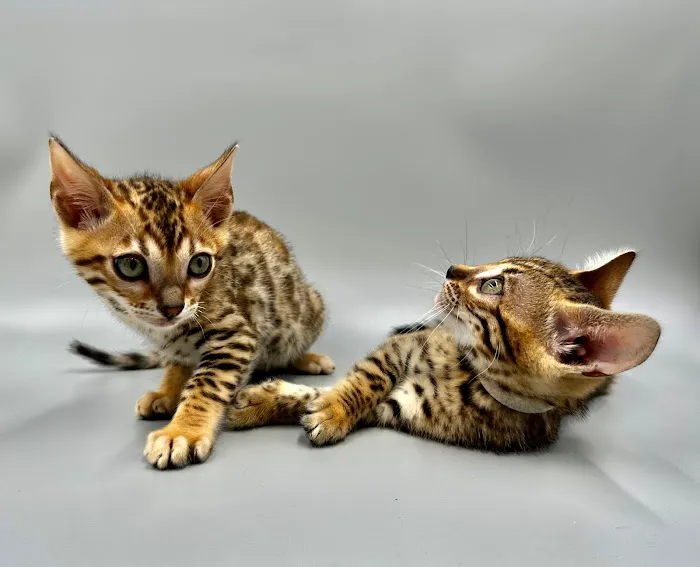 Bengali Bengals Cattery 12