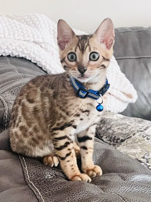 Bengali Bengals Cattery 12