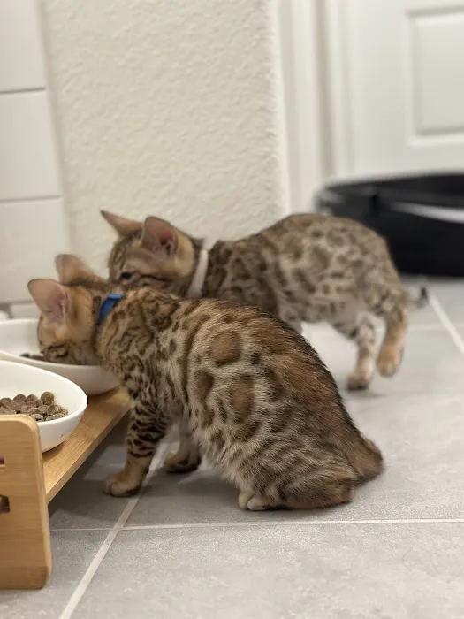 Bengali Bengals Cattery 12
