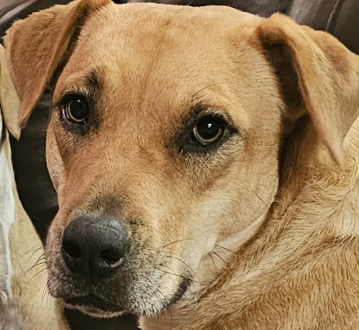 Companion Animal Hospital of Waller 12