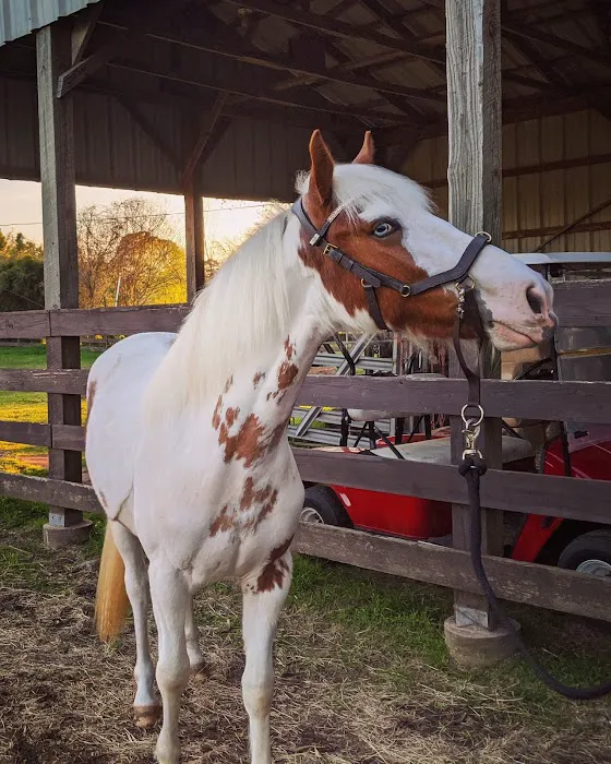 Waller Equine Hospital 12